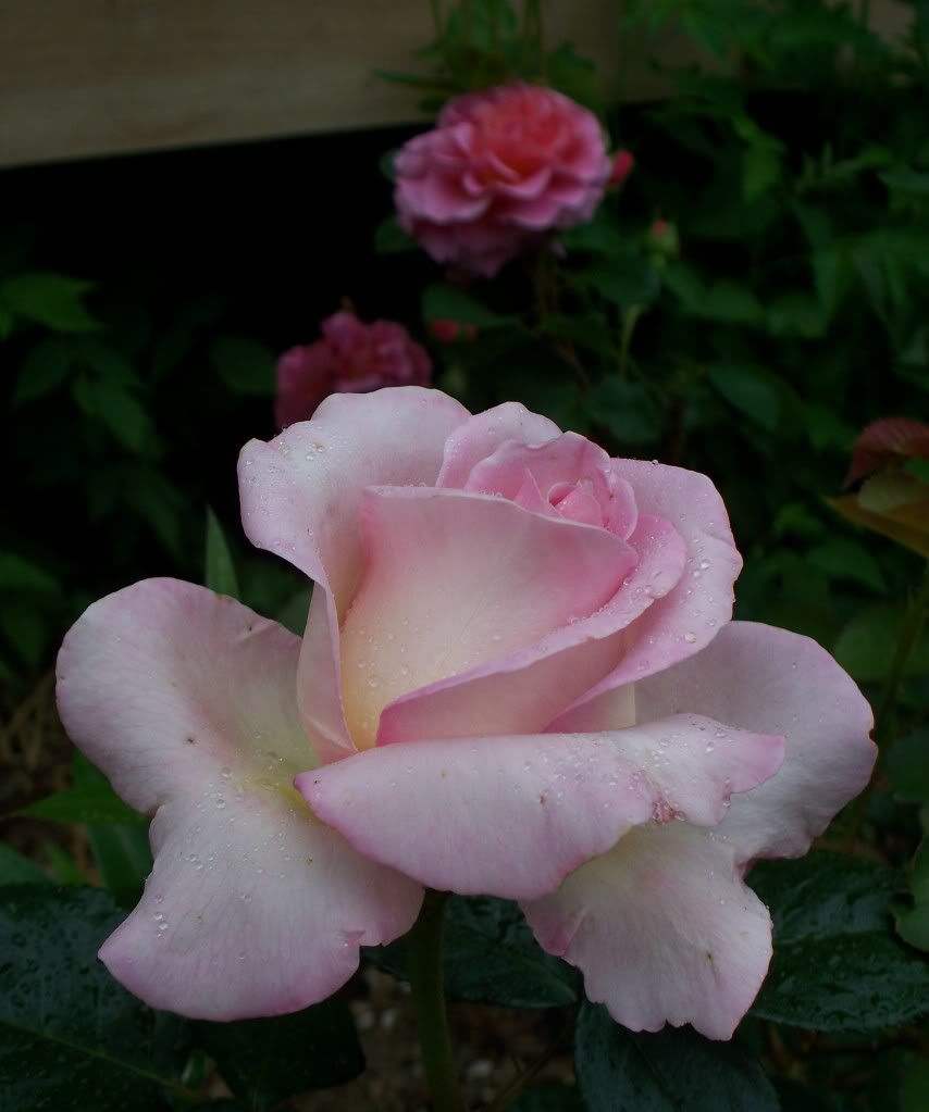 Elle & Lillian Austin Rose